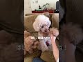ブラシを見た瞬間、察した犬 #dog #トイプードル