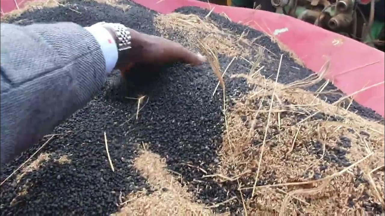 Boma Rhodes seeds Planting/ sowing/ pasture establishment. How to plant