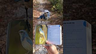 Animals In Florida