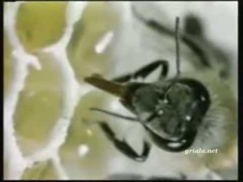 საოცარი არსებები ,, ფუტკარი ''