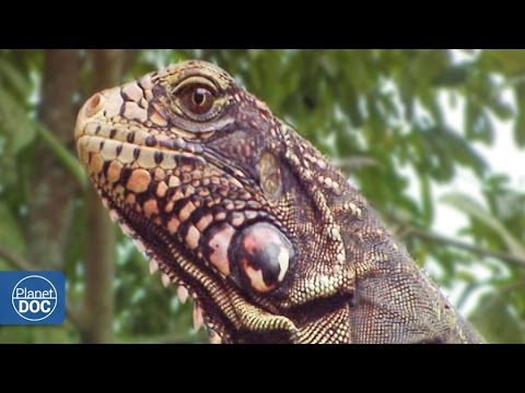 Documentary backdrop image for Adaptations: Massive Extinction (2016)