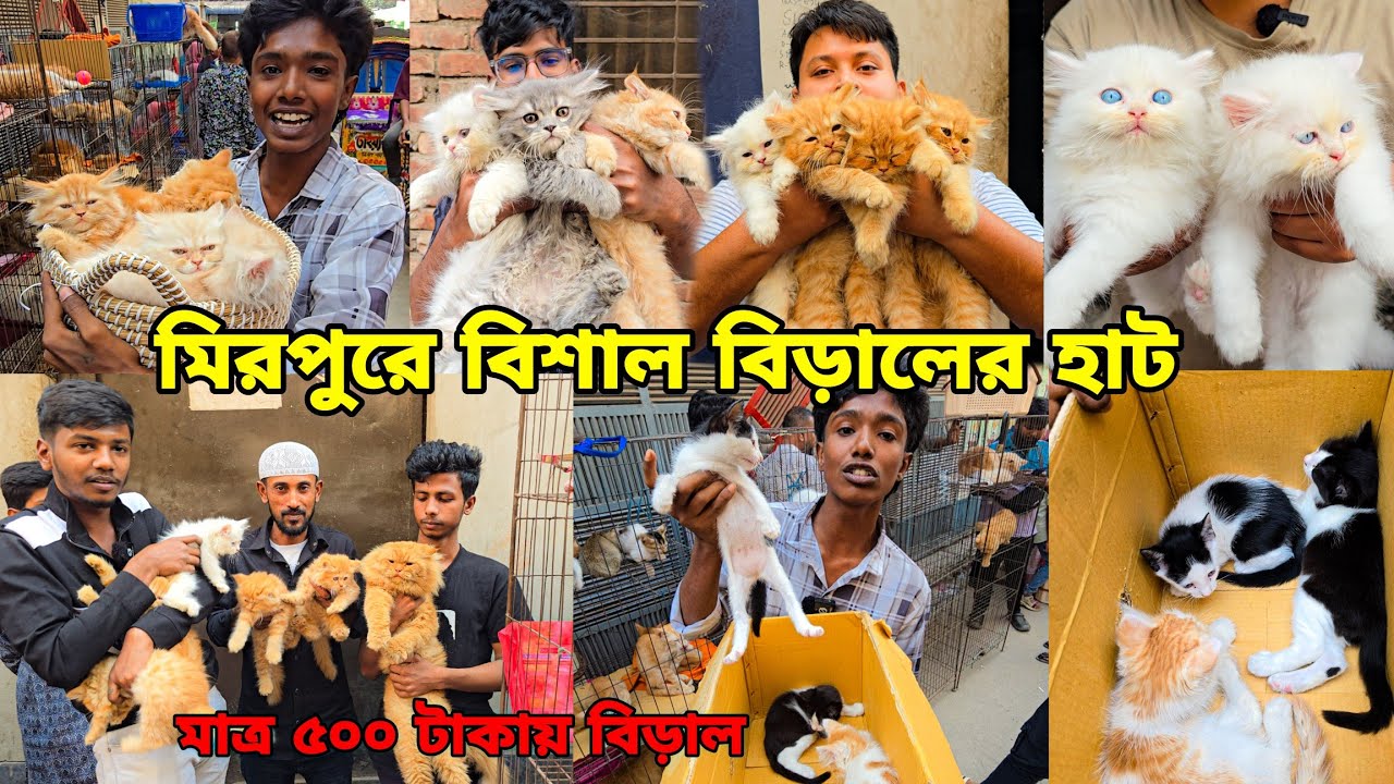 Кошачий рынок в Мирпуре | Купите кошку за 500 так | Цена на кошку в Бангладеш | Крупнейший рынок ...
