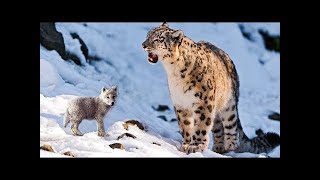 The snow leopard saved the wolf pup, and when he grew up...