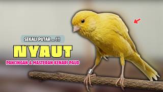 Suara KENARI Paud ! Suara PANCINGAN Kenari PAUD Belajar BUNYI Ngeriwik || MASTERAN Kenari PAUD #726