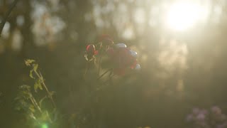 Download Lagu Groot Worden In Kleine Stappen | Iris Desiree Claessens | The New Rebells MP3