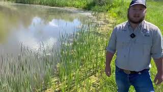 Habitat Hints: Aquatic Vegetation