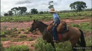 DIA DE INSIMINAÇÃO 🐴