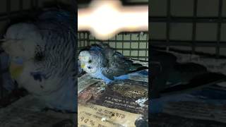 budgies check baby growth #aviary