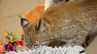 Ханна нашла запахи нового кота Ханна нашла запахи нового кота