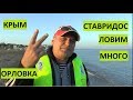 Севастополь. В Орловке много ставриды нынче