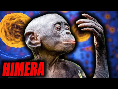 Video: Virusi Su čovjeka Stvorili Od Majmuna! - Alternativni Prikaz