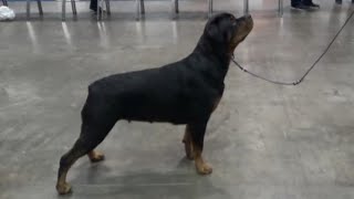 Rottweiler AKC National Championship Dog Show 2022 Florida by JOEL COOLDOGS 4,364 views 1 year ago 11 minutes, 4 seconds