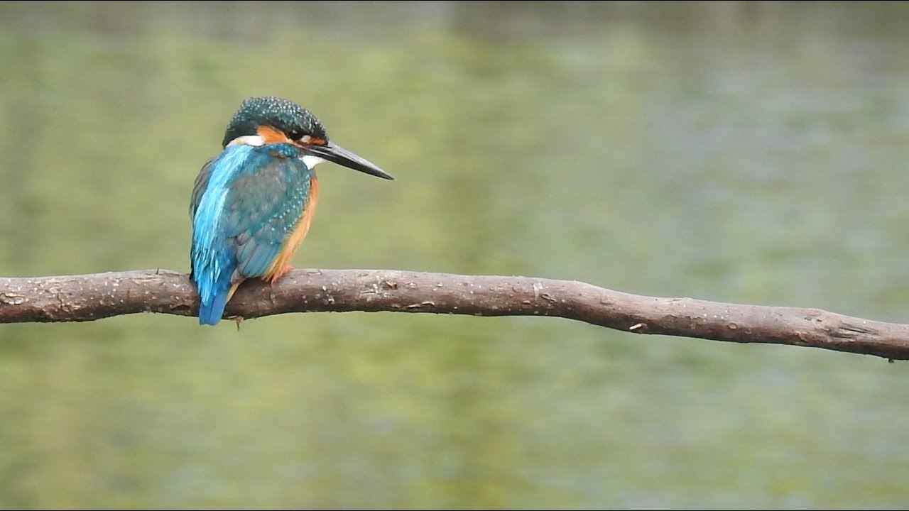 翠鳥捉魚（2018.3.22 台北市青年公園）