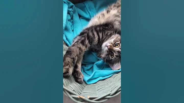 Video 7273761: mainecoon cat cutecat kitten, mainecoon cat kitten cute, cute fluffy mainecoon cat