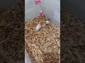Meet my dwarf hamsters :D (I just picked random names) #hamster #dwarfhamster