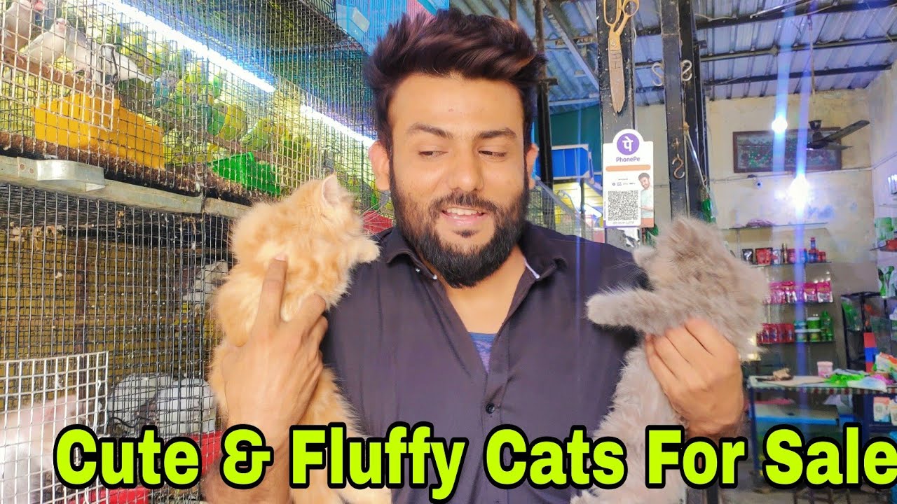 Cheapest Pet's Shop At Charminar Hyderabad Cheapest Pets Market