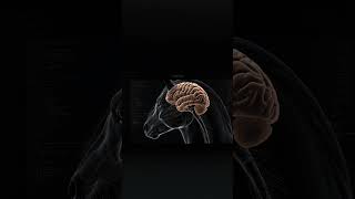 HORSE BRAIN GENE EXPRESSION ANALYSIS | Bioinformatics for Beginners