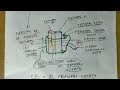 Femoral Triangle - 2, Femoral Sheath | TCML