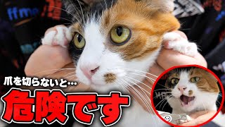 今すぐに猫の爪を切ってください。取り返しのつかないことになります…