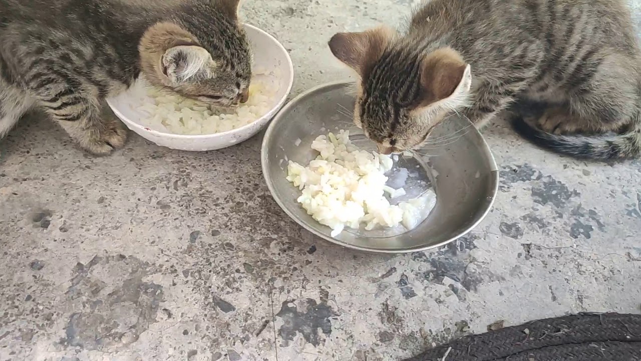 Kitten eating milk and rice YouTube