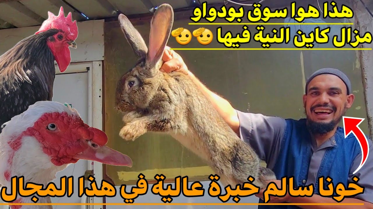 🔴 سوق بودواو الوجهة المثالية لشراء جميع أنواع الدجاج الزينة و الوز  و البط و الحجل و الأرانب إلخ !؟ 