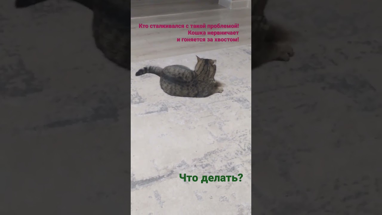 психическое расстройство кошки