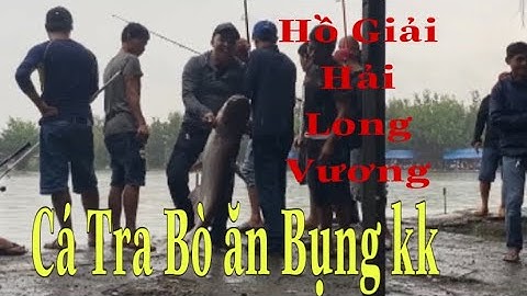 Câu Giải Hồ Hải Long Vương Lớn . Đấu Trường Tra Bò.(Cám T1 Đồng Hành)