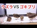 ウズラの群れの中に大量のゴキブリを投入した結果・・・！