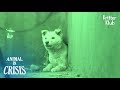 A Dog Who's Been Hiding In A Hole On The Rooftop For 3 Months | Animal in Crisis EP132
