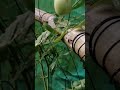 Trellis-backyard tomato #backyardgarden