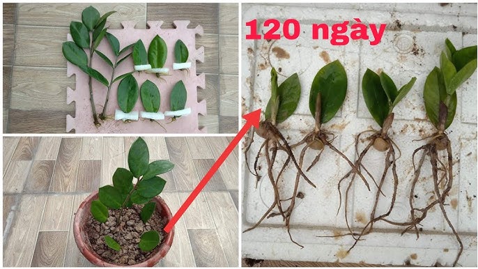 Cách Nhân Giống Cây Kim Tiền Thủy Sinh Đơn Giản, Hiệu Quả Cho Người Mới