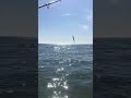 Bassing the south coast