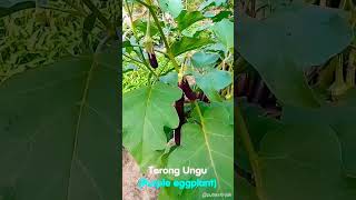 Berkebun Sayur