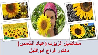 السكشن السابع /  محاصيل الزيوت (عباد الشمس) / إنتاج محاصيل