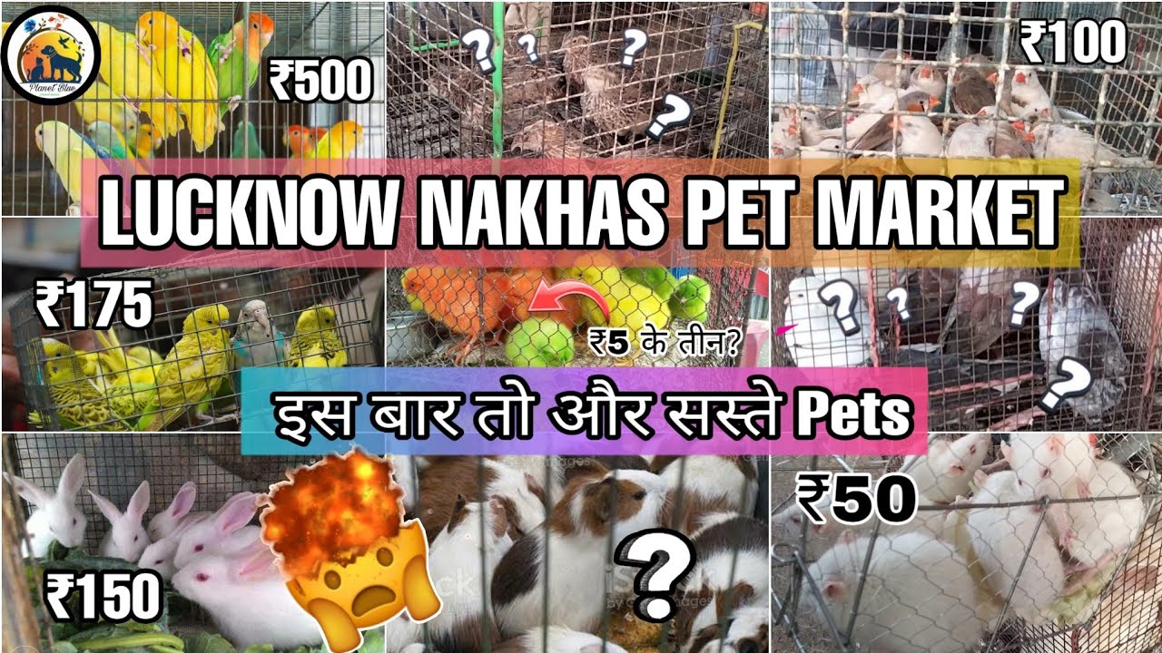 lucknow-nakhas-birds-market-vlog-3-lucknow-nakhas-pet-market-2023