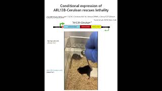 JCS snapshot - ARL13B can be replaced by ARL13B-Cerulean in mouse development and spermatogenesis