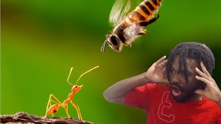 Revisiting Backyard Buzzing, an Old Flash RTS You Probably Played