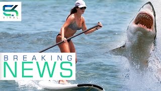 Great white sharks surround paddleboarders in california