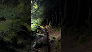 Wild Walking Alone Moments Hd Whatsapp Status Full Screen 4K