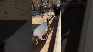 Камерунские козы! 🐐