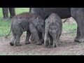 Baby Elephants Play Fighting On Grass