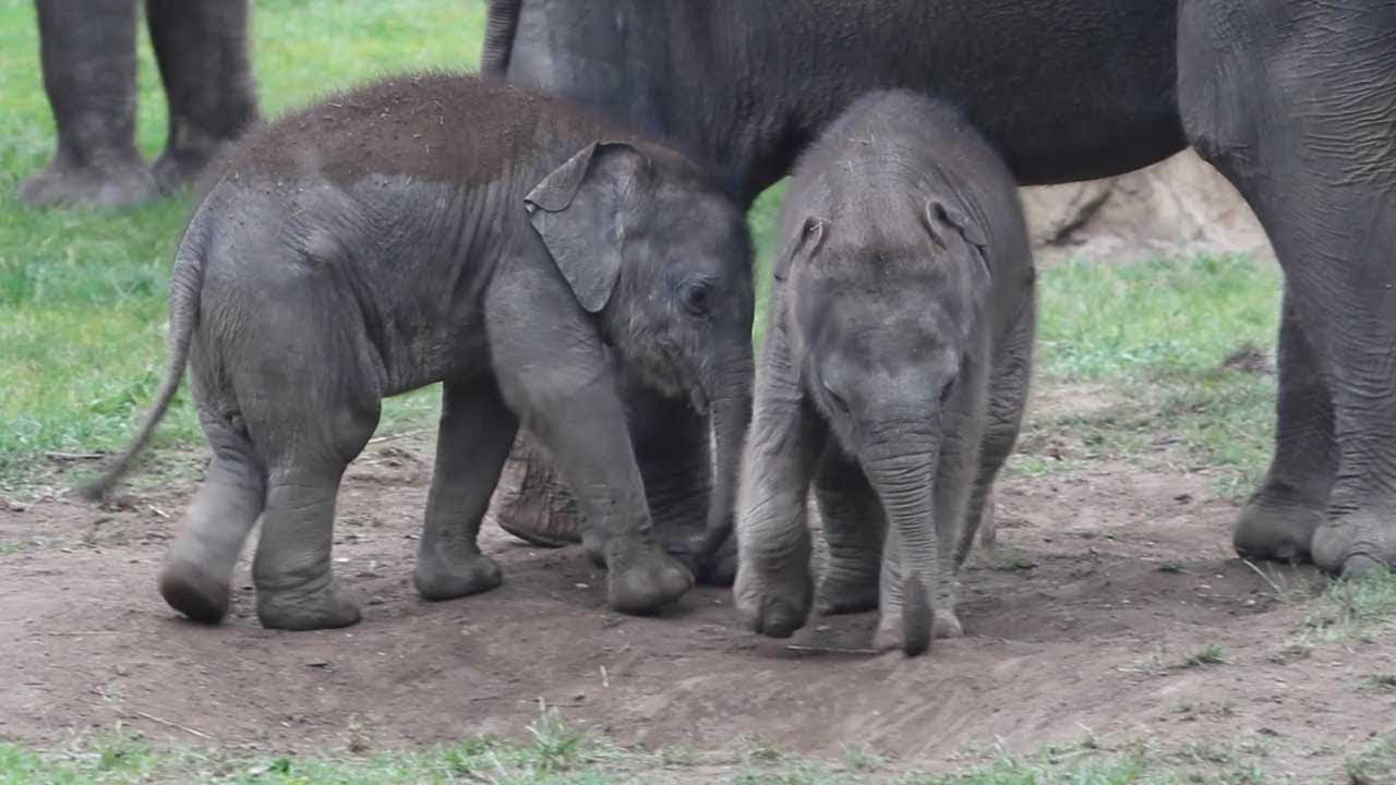 Baby Elephants Play Fighting On Grass