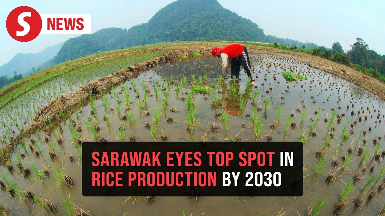 Dewan Rice Sarawak could replace Kedah as country's 'rice bowl' by 2030, Dewan ...