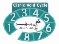 The citric acid cycle an overview