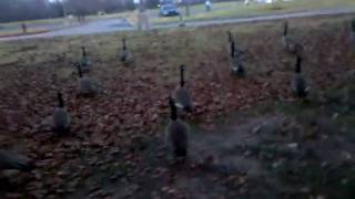 Droid video and upload test with Geese