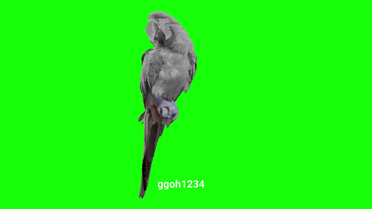 Grey Parrot in green screen YouTube