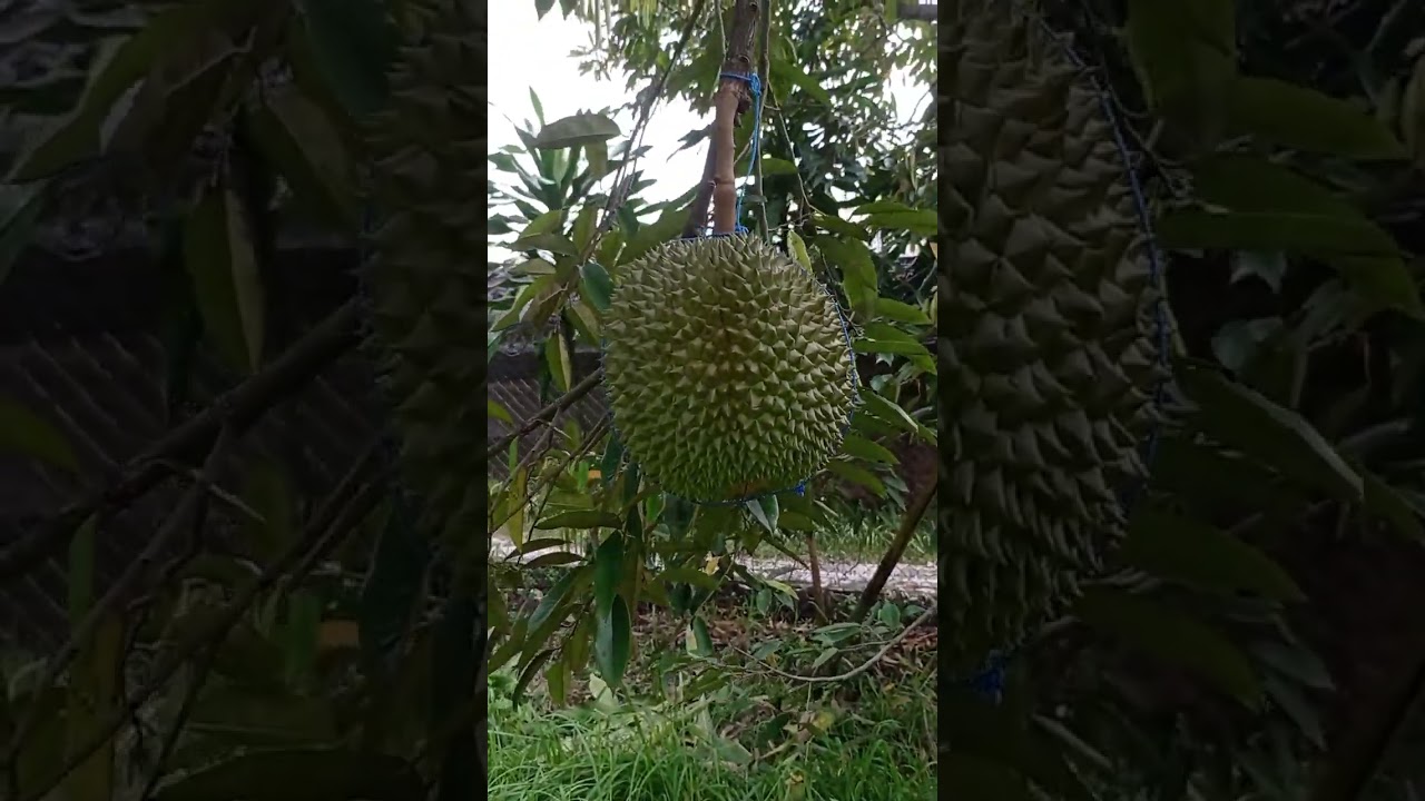 Ciri-ciri durian duri hitam Momomio Garden (28/5/25) 