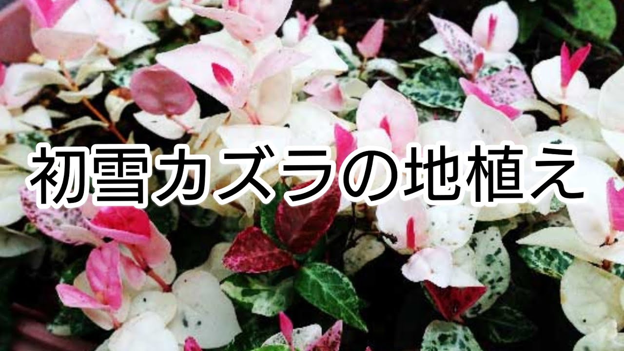 初雪カズラの地植え Youtube 初雪カズラの地植え Youtube