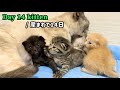 【BGM 無し】元野良ママが産んだ子猫の成長記録