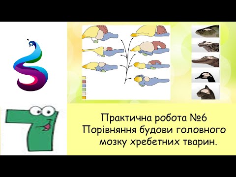 Практична робота №6 Порівняння будови головного мозку хребетних тварин.